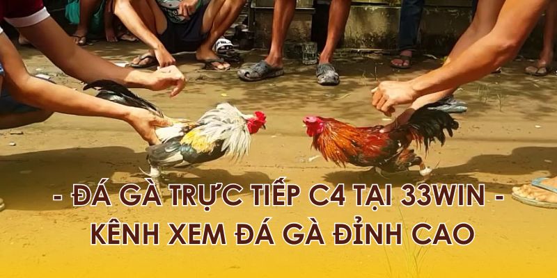 đá gà trực tiếp c4