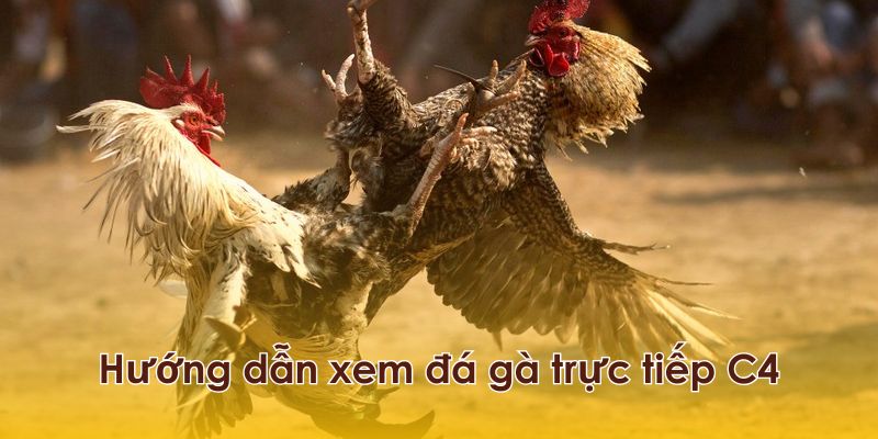 Hướng dẫn cách xem đá gà trực tiếp