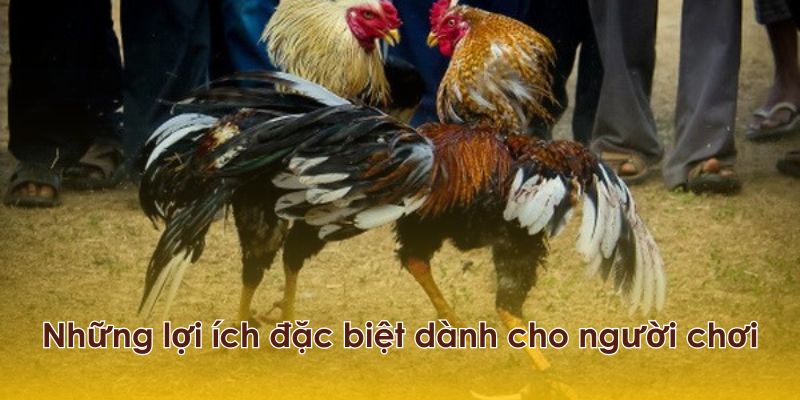 Những lợi ích dành cho người chơi